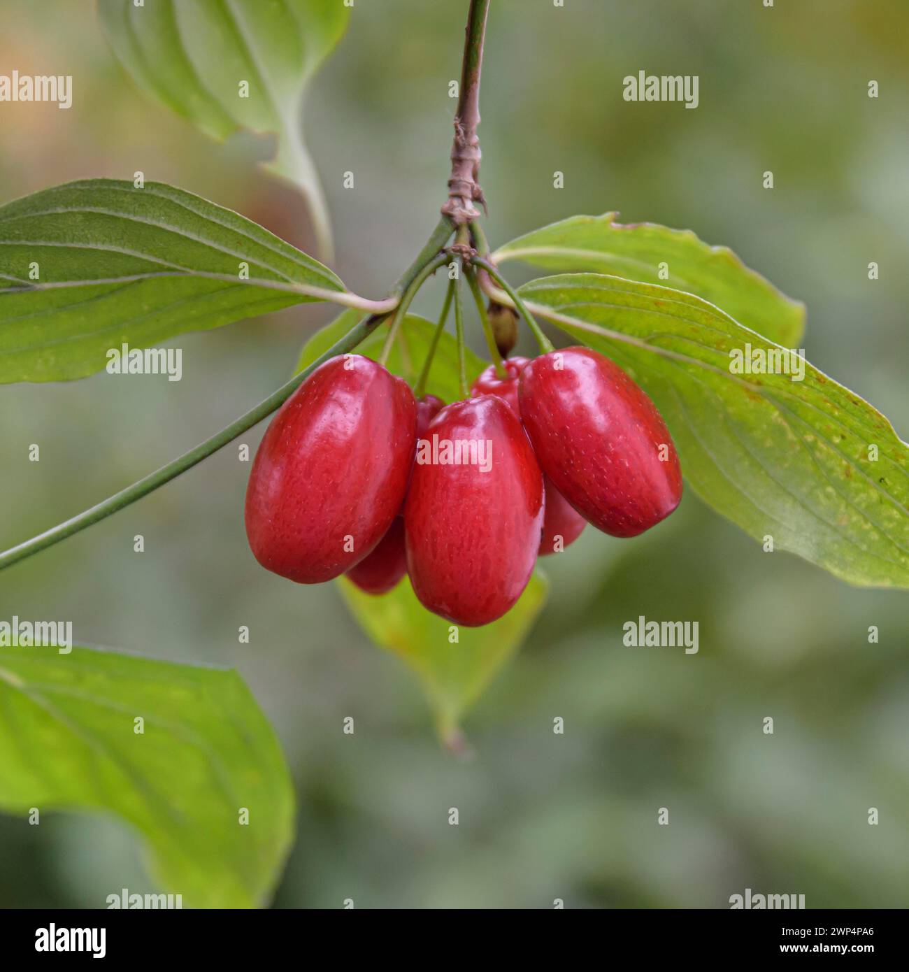 Cerise de cornaline (Cornus mas 'Jolico'), Anchers Havecenter, Bautzen, Saxe, Allemagne Banque D'Images