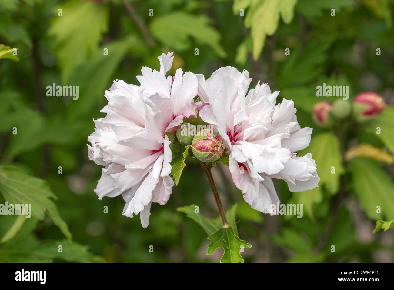 Hibiscus syriacus FRENCH CABARET® PASTEL, Anchers Havecenter, Ellerhoop-Thiensen, Schleswig-Holstein, Allemagne, Europe Banque D'Images