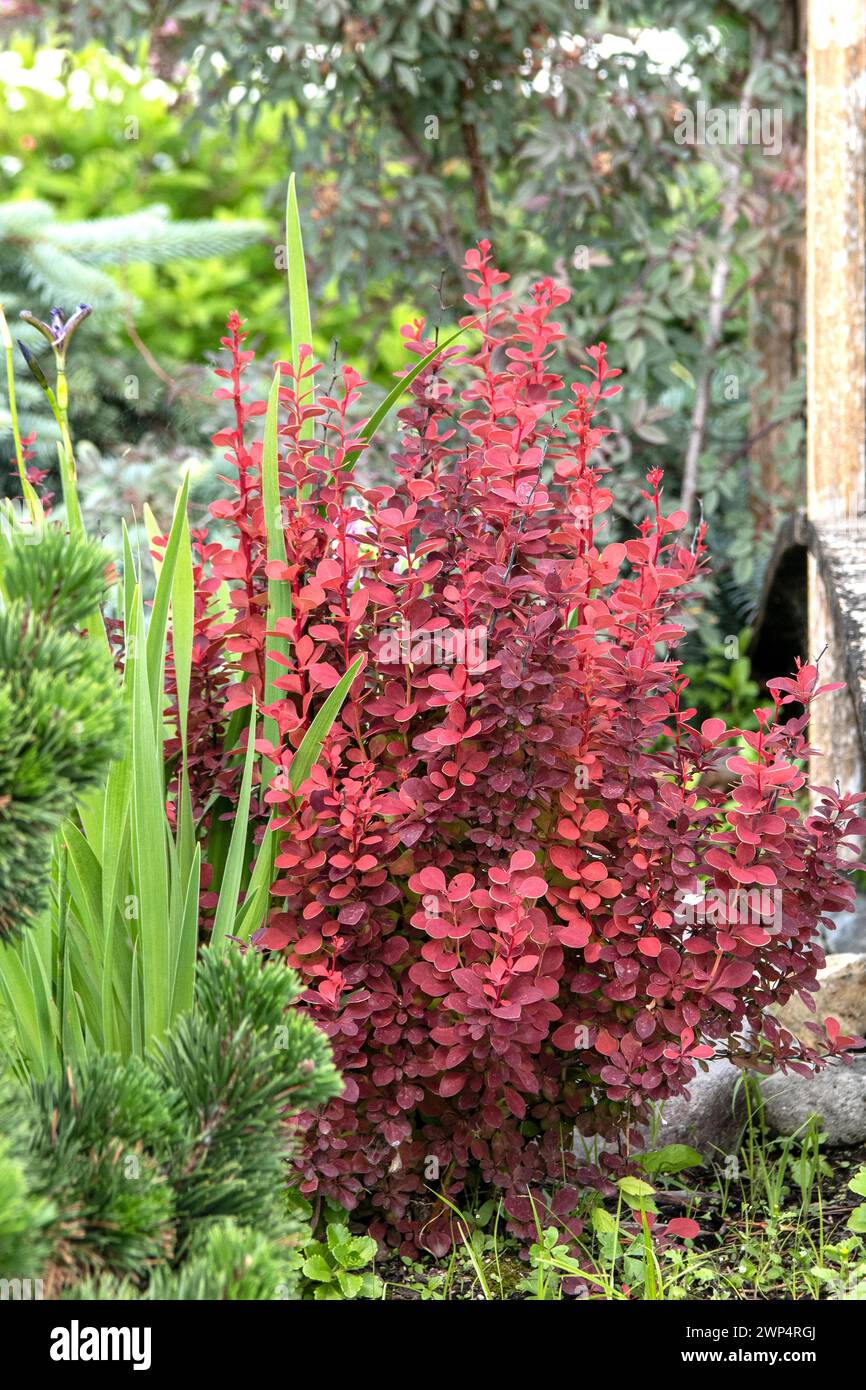 Barberry de Thunberg (Berberis thunbergii 'Orange Rocket'), Home Depot, États-Unis d'Amérique Banque D'Images