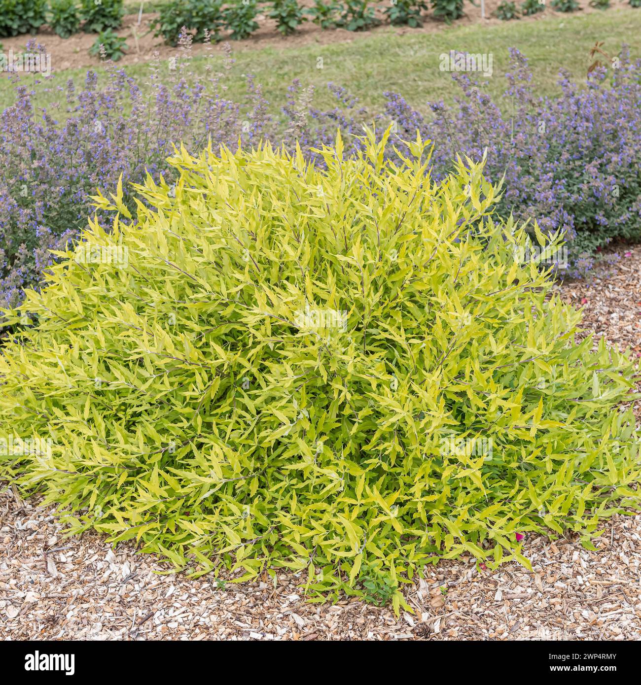 Caryopteris x clandonensis 'Worcester Gold', jardin dendrologique de Pruhonice, République tchèque Banque D'Images