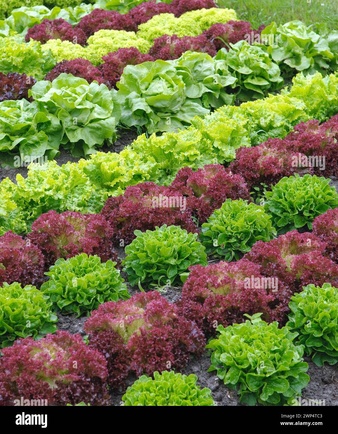 Laitue coupée (Lactuca sativa crispa), Droessler, Jagsal, 81 Banque D'Images