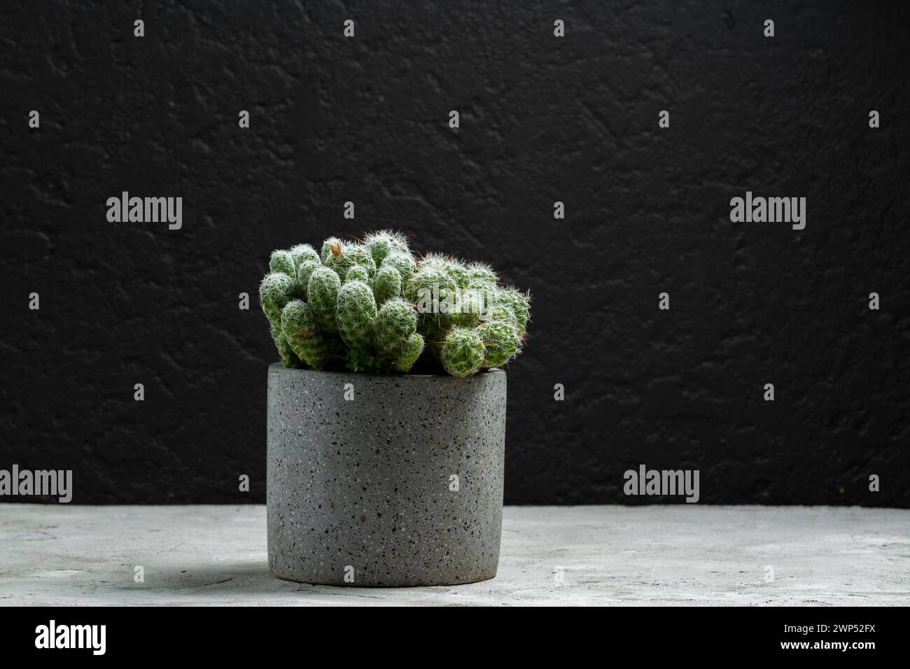 Beaux cactus dans des pots de ciment, espace pour le texte Banque D'Images