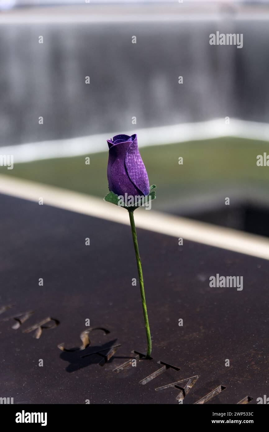 Photo en gros plan d'une rose violette placée sur une dalle de granit noir gravée d'un nom au Mémorial de 9/11 à New York. Banque D'Images