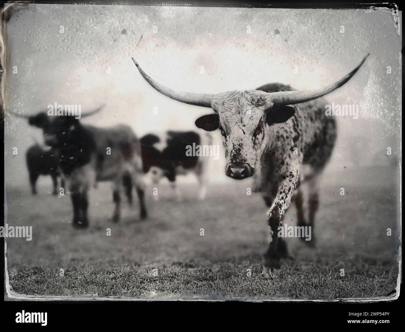 Bétail Longhorn dans la photographie de style tintypage de pâturage Banque D'Images