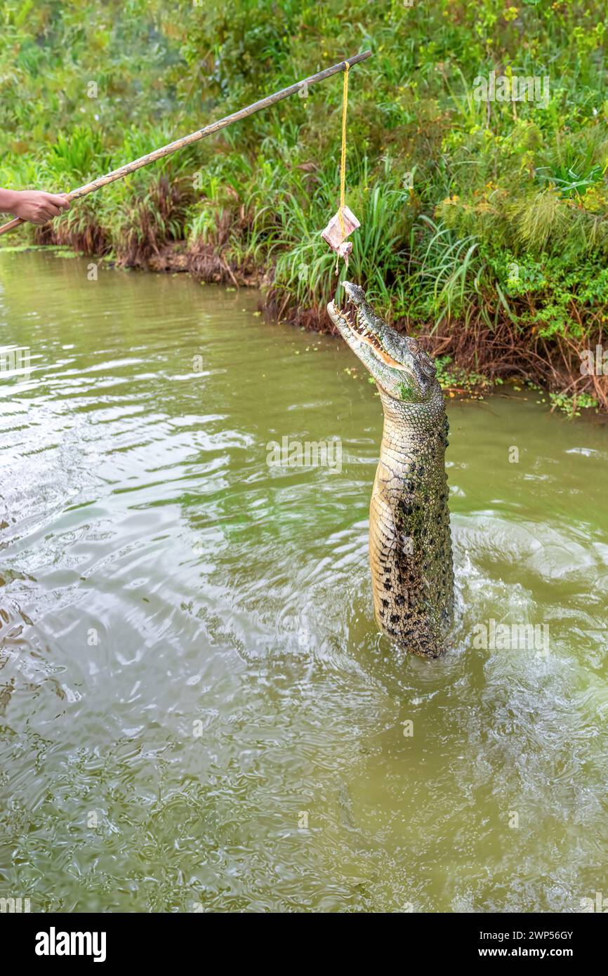 Un crocodile sautant sur la rivière Adélaïde, Darwin, Australie. Banque D'Images