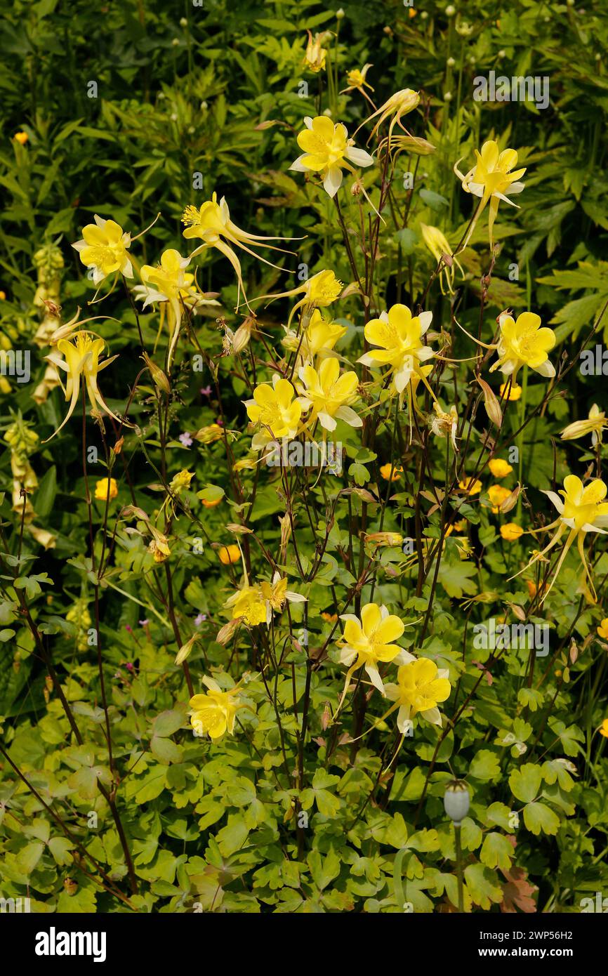 Aquilegia chrysantha 'Golden Columbine' [forme sauvage] Banque D'Images