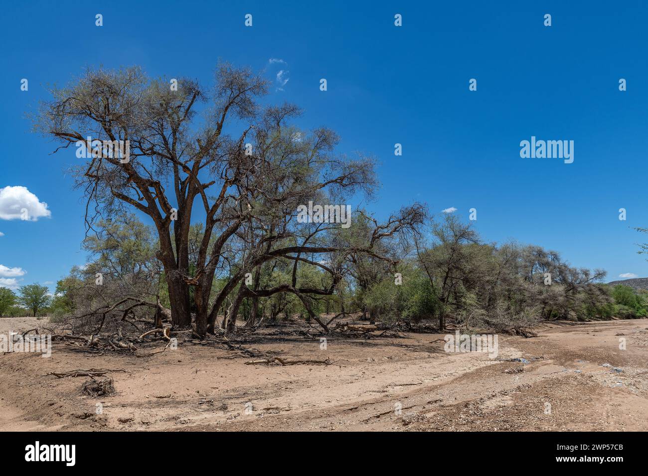 Le lit sec de la rivière Ugab, Damaraland, Namibie Banque D'Images