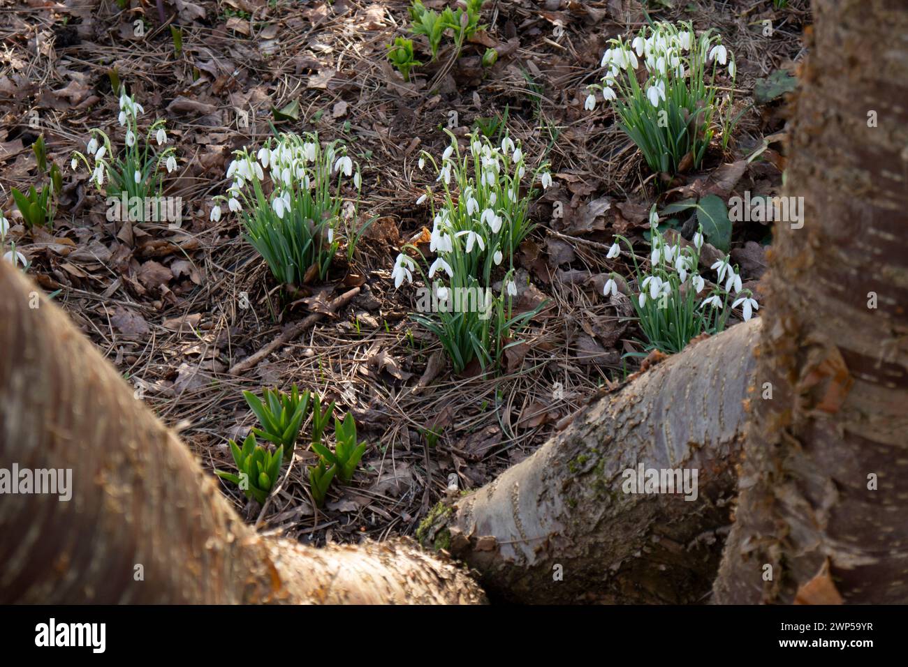 LES GOUTTES DE NEIGE Galanthus, ou goutte de neige, un petit genre d'environ 20 espèces de plantes herbacées vivaces bulbeuses de la famille des Amaryllidaceae. Les plantes ont deux feuilles linéaires et une seule petite fleur blanche tombante en forme de cloche avec six tépales en forme de pétales dans deux cercles. Les plus petits pétales internes ont des marques vertes. Banque D'Images