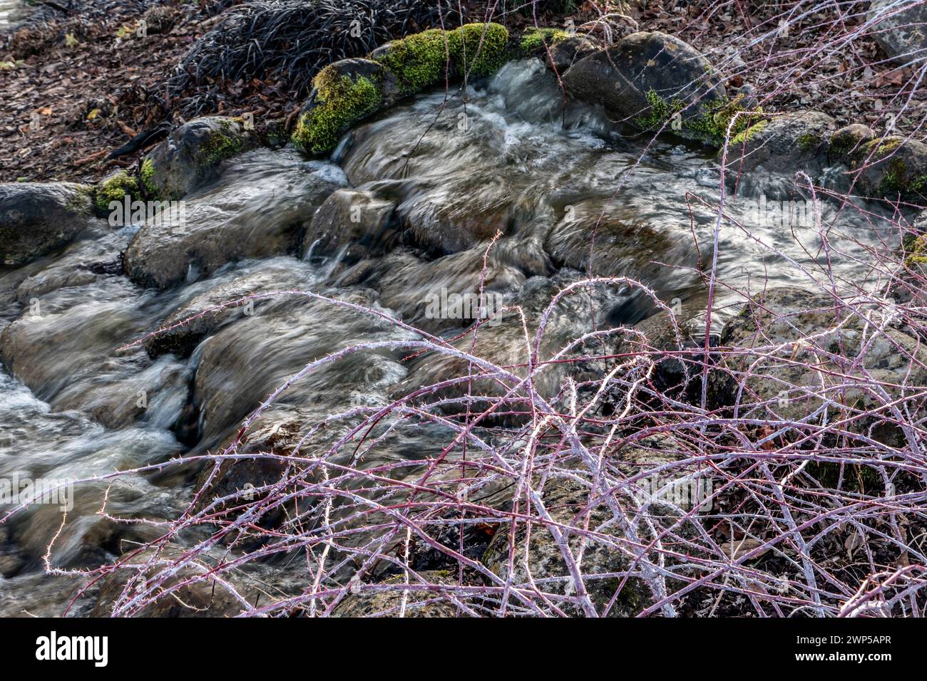 Cascade de pierre de jardin, avec bordure RUBUS cockburnianus bordant au premier plan, dans la faible lumière saisonnière d'hiver. L'eau bouillonnante de roche en cascade présente des chutes de roche. Surrey Royaume-Uni Banque D'Images
