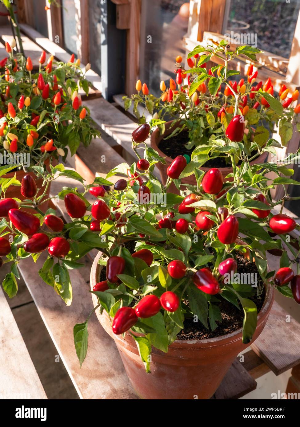 Piment piment 'Loco' piments en terre cuite en pot dans le jardin traditionnel serre en bois F1 Hybrid Capsicum annuum piment dans le puits de la lumière du soleil Banque D'Images