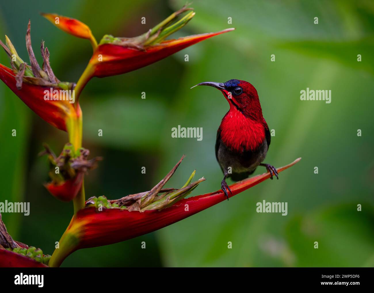 Crimson Sunbird sur fleurs d'Heliconia Banque D'Images