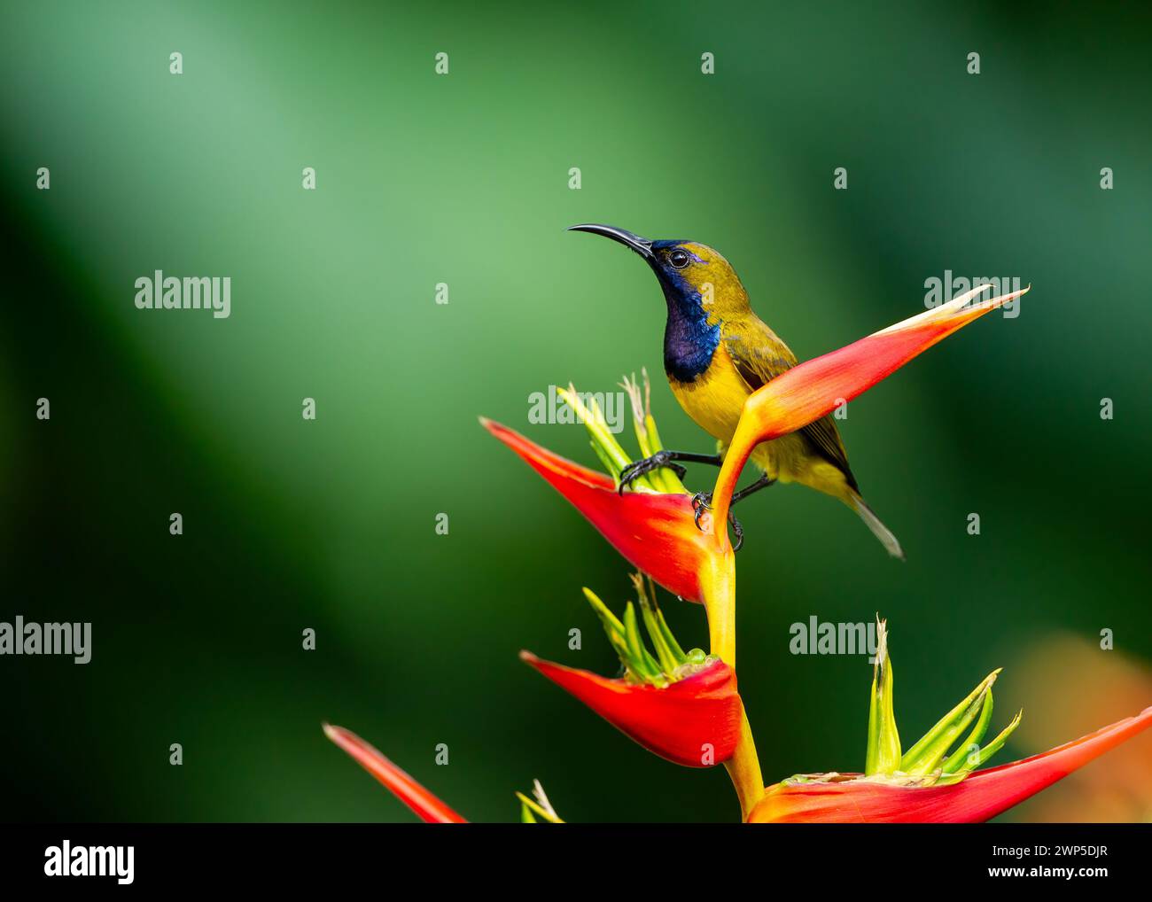 Sunbird à dos d'olive sur fleurs d'Heliconia Banque D'Images