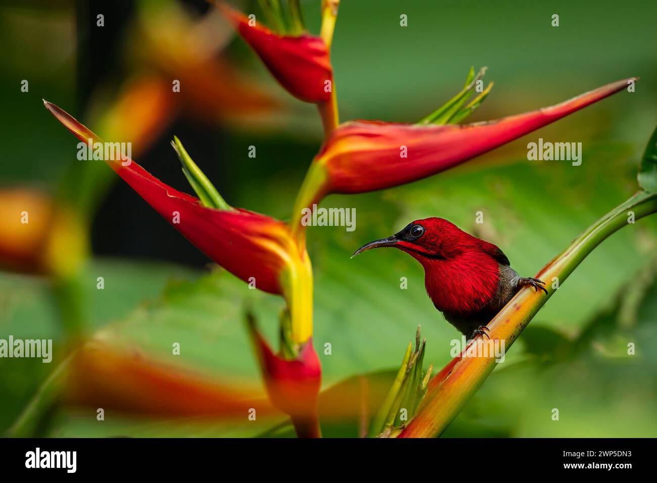 Crimson Sunbird sur fleurs d'Heliconia Banque D'Images