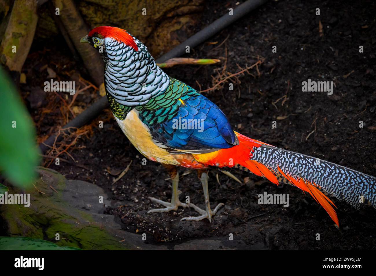 Faisan de Lady Amherst, Bloedel Conservatory, Queen Elizabeth Park, Vancouver (Colombie-Britannique), Canada Banque D'Images