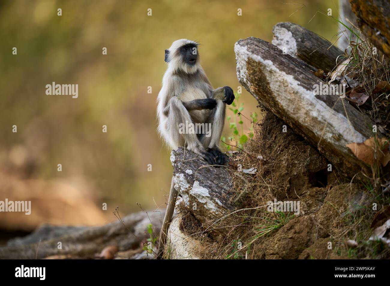 Singe de langur gris dans le parc national de Kanha, Inde Banque D'Images