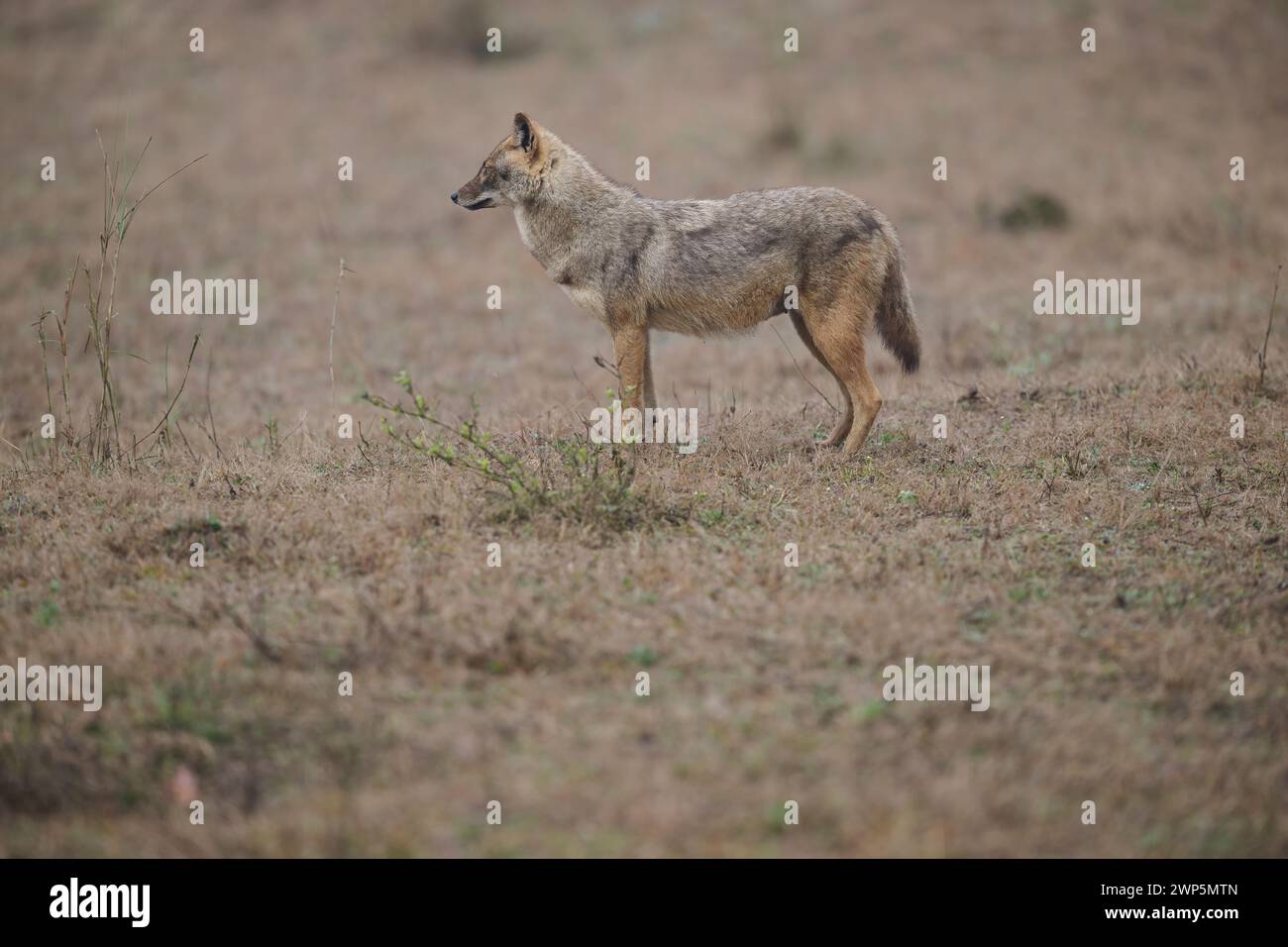 Golden Jackal dans le parc national de Kanha, Inde Banque D'Images