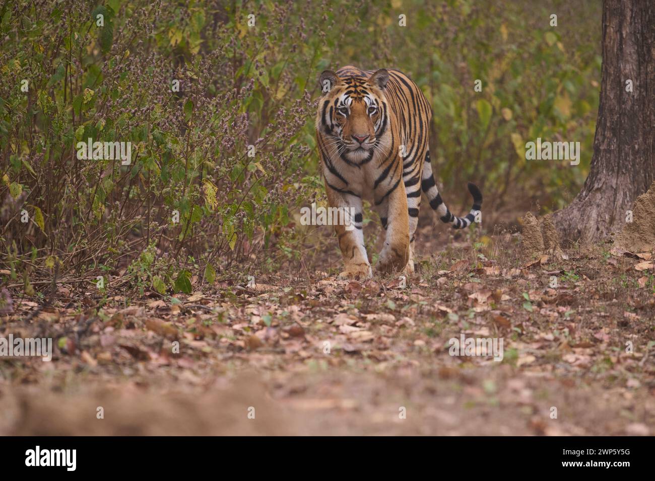 Tigre du bengale mâle, Parc national de Kanha, Inde Banque D'Images