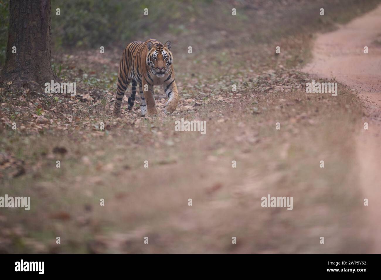 Tigre du bengale mâle, Parc national de Kanha, Inde Banque D'Images