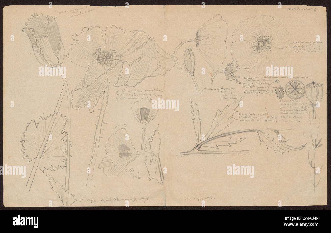 L'illustration de 1896 de Wyspiały montre un coquelicot rouge sur le recto, mettant l'accent sur l'exactitude botanique, la forme florale et la documentation de l'herbier. Banque D'Images