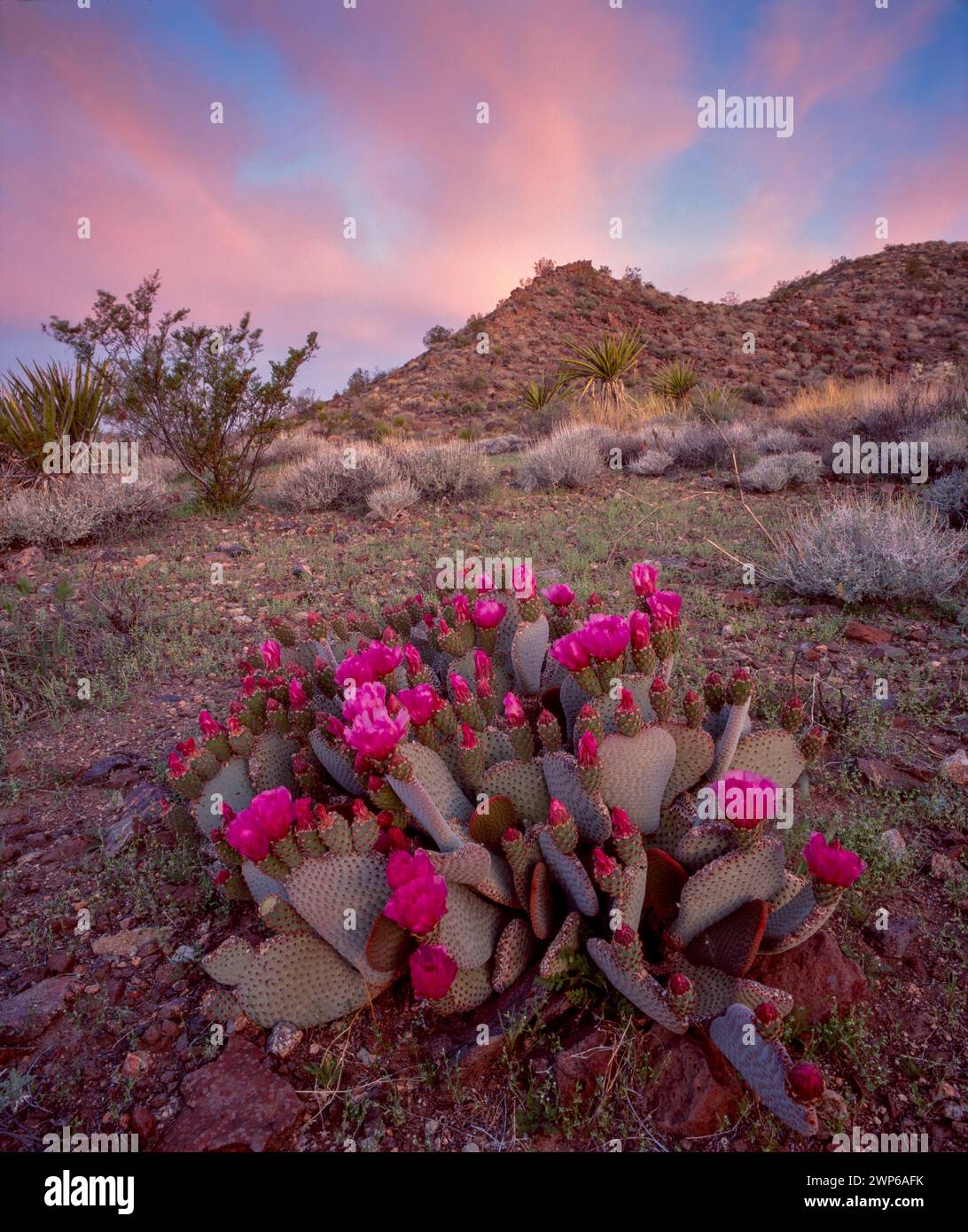 Beavertail Cactus, Opuntia basilaris, parc national de Joshua Tree, Californie Banque D'Images