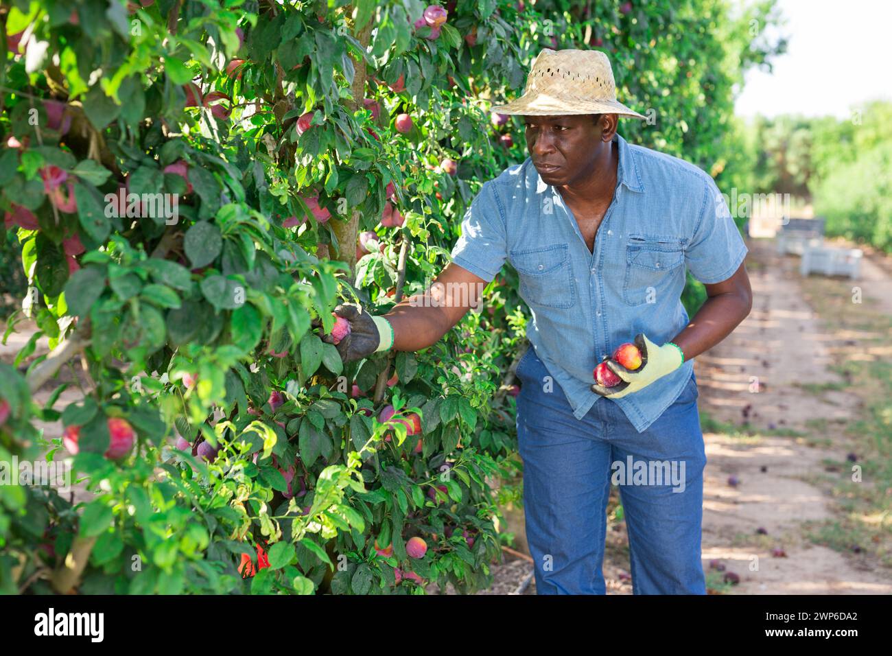 Homme travaillant sur la plantation de fruits, cueillant des prunes Banque D'Images