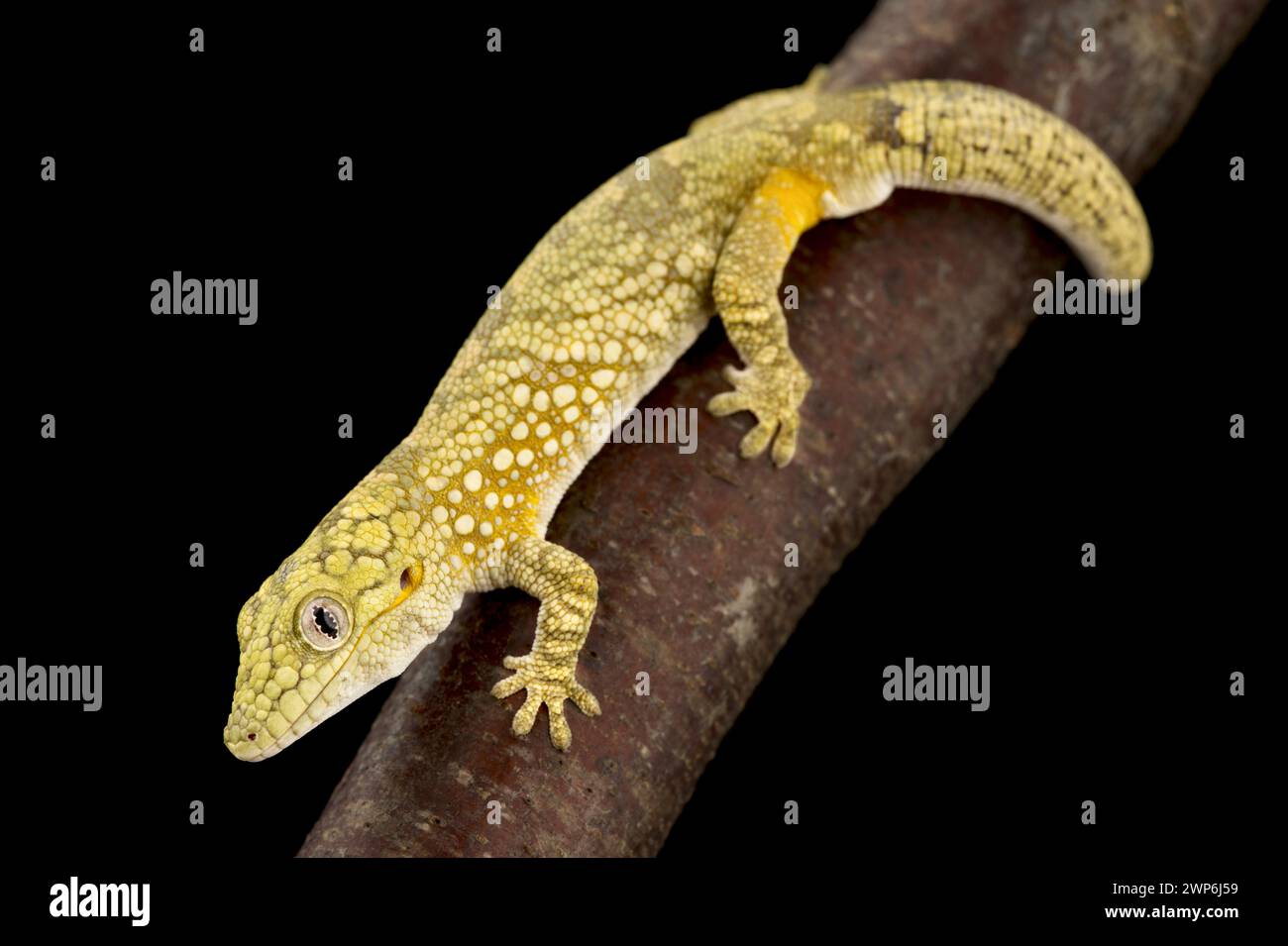 Gecko caméléon de Bauer (Eurydactylodes agricolae) Banque D'Images