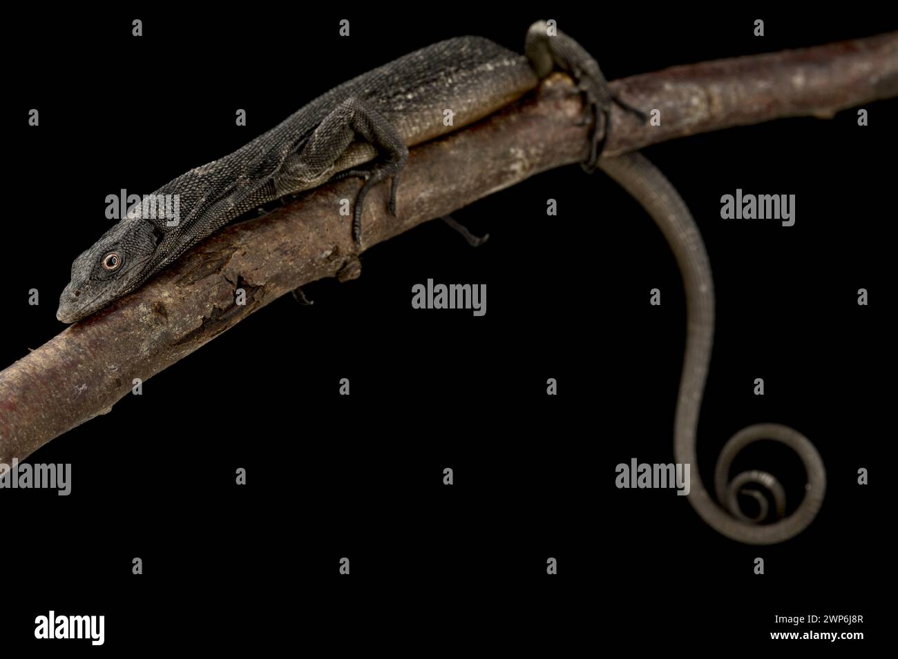 Moniteur d'arbre noir (Varanus beccarii) Banque D'Images