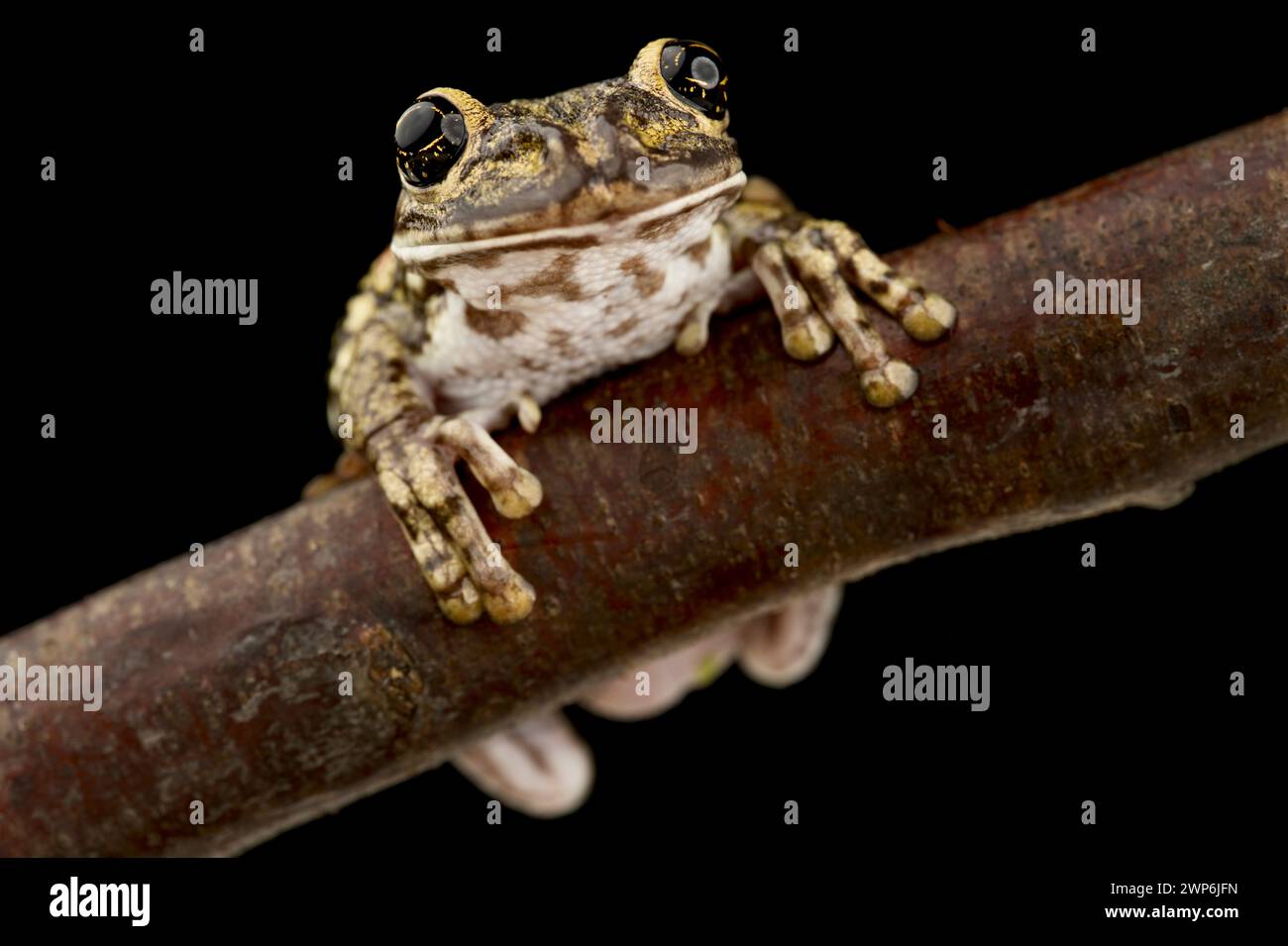 Grenouille arboricole (Trachycephalus nigromaculatus) à tête de casque et tache noire Banque D'Images