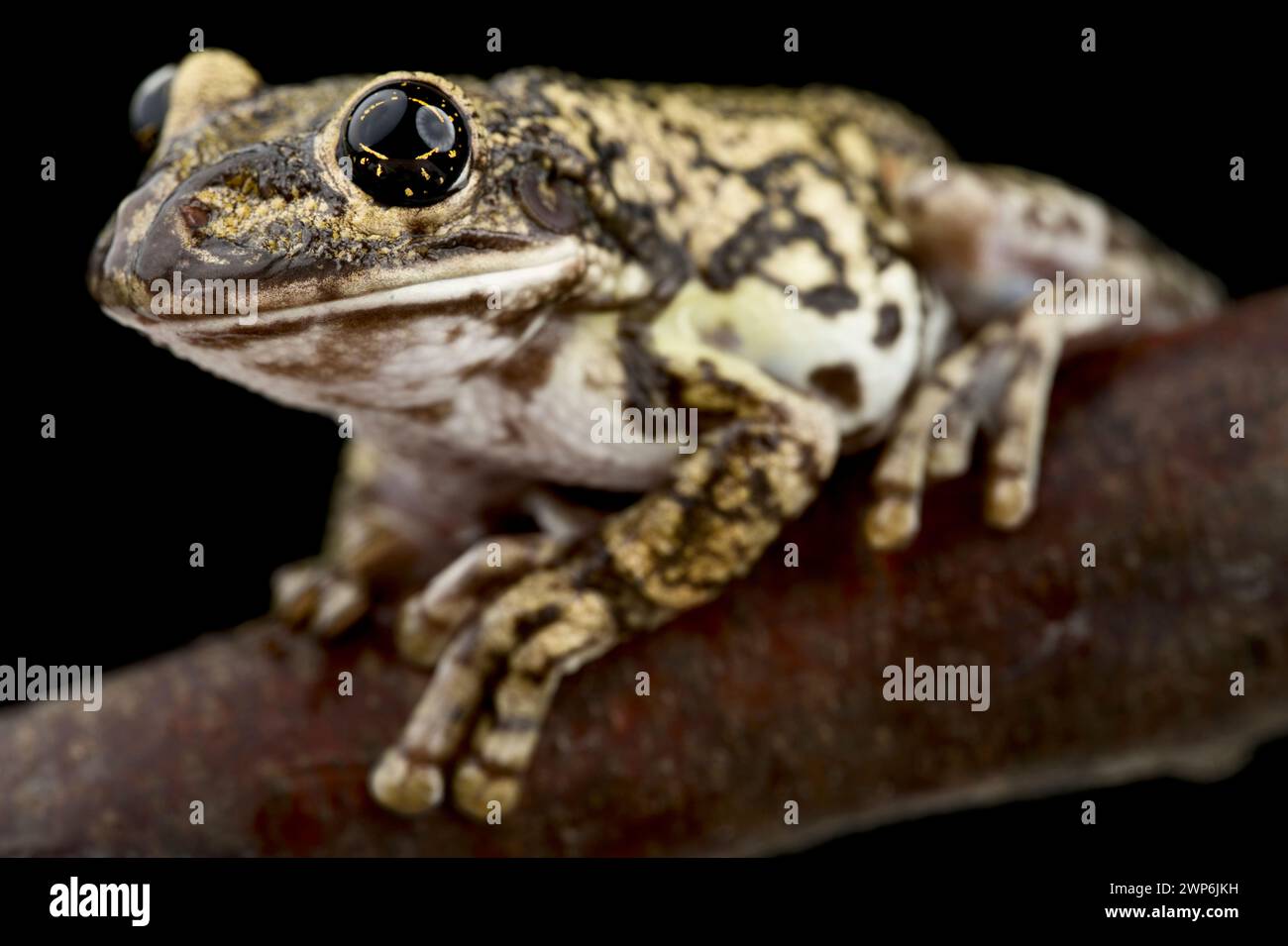Grenouille arboricole (Trachycephalus nigromaculatus) à tête de casque et tache noire Banque D'Images