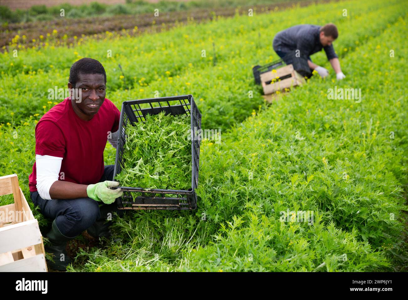 Horticulteur afro-américain avec mizuna fraîchement récolté Banque D'Images