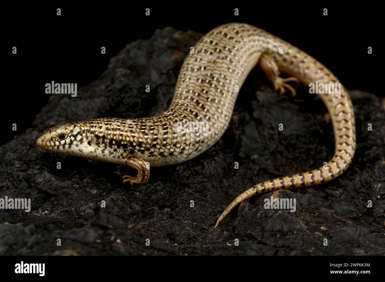 (Chalcides ocellatus Ocellated skink) Banque D'Images