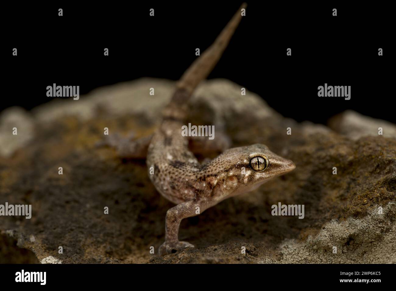 Lever le mur Gecko (Tarantula raziana) Banque D'Images