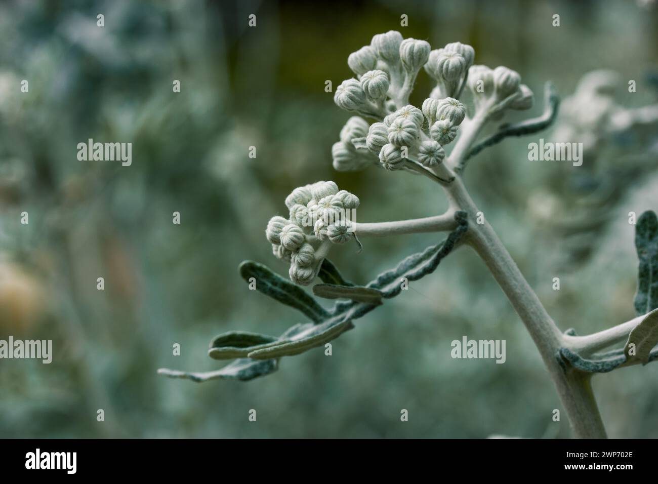 Feuillage vert gris argenté d'une plante sur une longue tige. Macro nature arrière-plan. Hazardia detonsa arbuste rare connu sous un nom commun d'île bristleweed. Banque D'Images