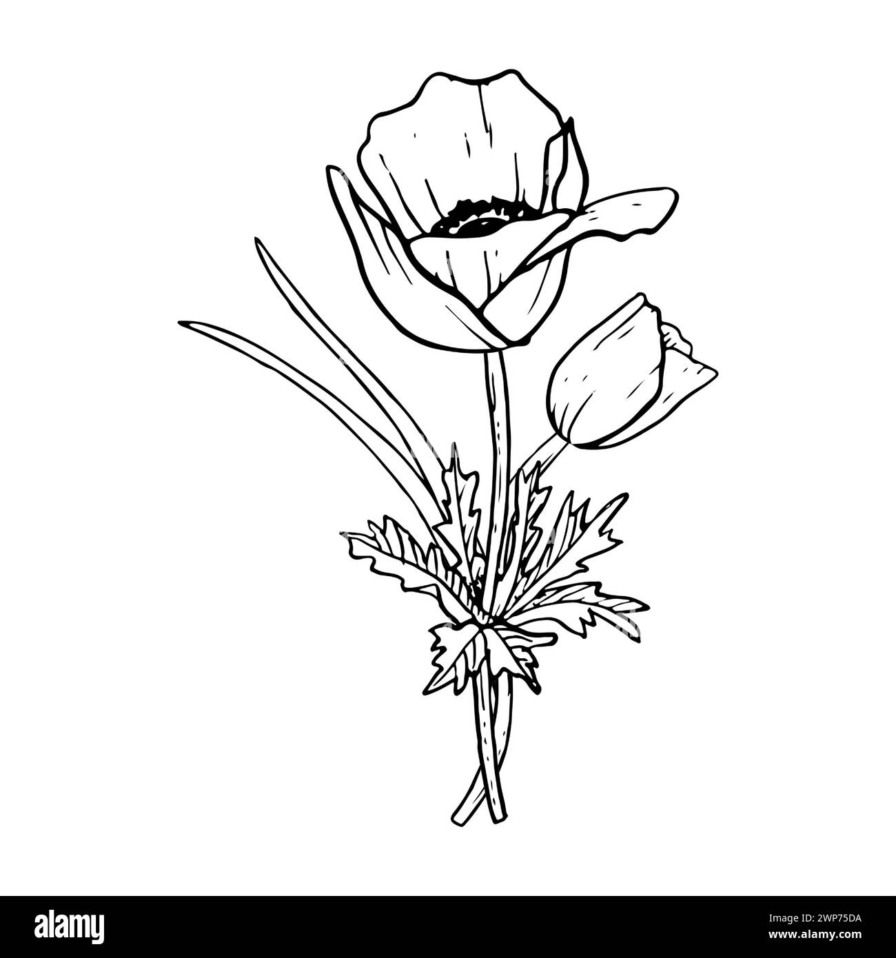 Bouquet de fleurs de tulipes printanières ou de coquelicots anémone Illustration de Vecteur