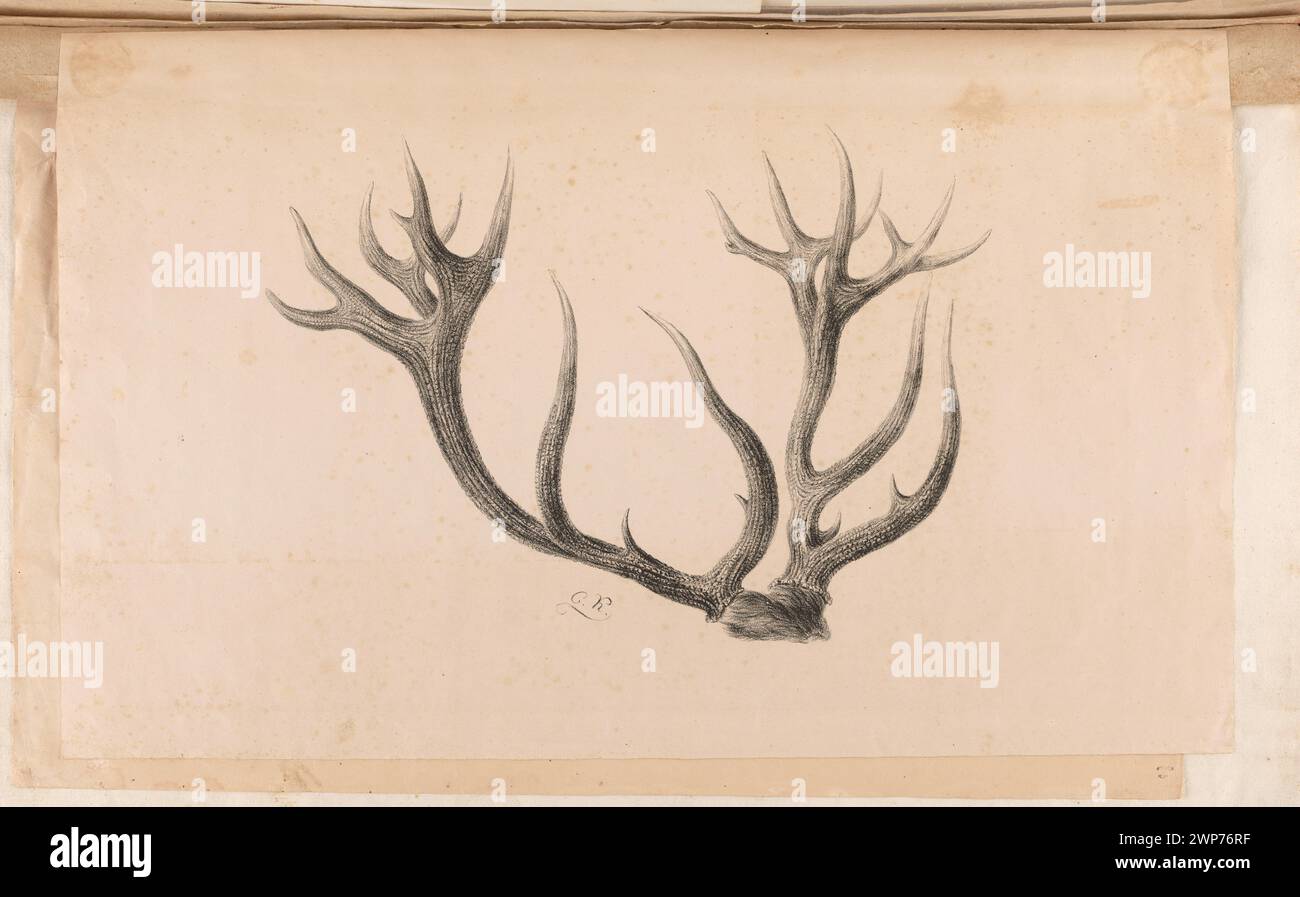 Une œuvre du XIXe siècle représentant un couple de cerfs, représentant la faune et les études naturalistes de l'époque. Banque D'Images