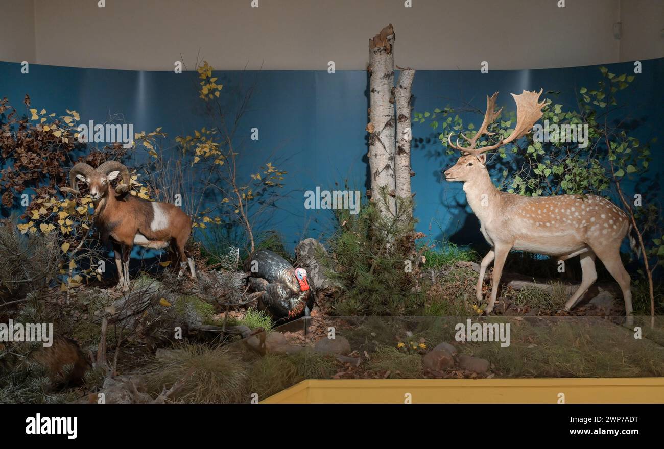 Ausgestopfter Tiere, Damhirsch, Naturkundemuseum, Breite Straße, Potsdam, Brandenburg, Deutschland Banque D'Images