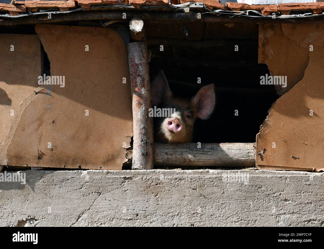 Cochon curieux. La vie de ferme à travers un vieux trou de chalet. Banque D'Images