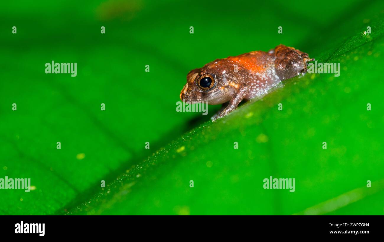 Grenouille tropicale, forêt tropicale humide, Boca Tapada, Province d'Alajuela, Costa Rica, Amérique Banque D'Images