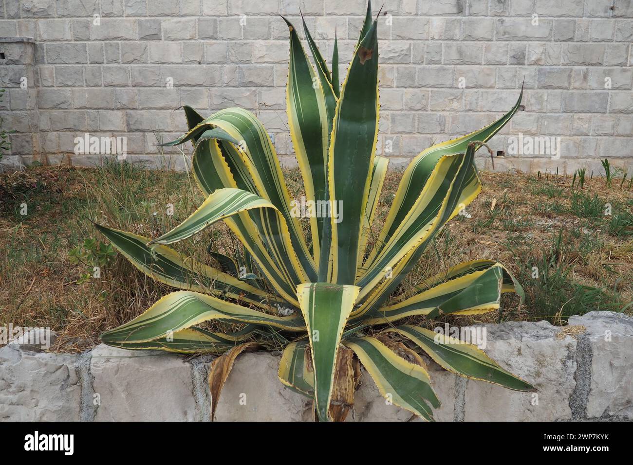 L'agave est un genre de monocotylédones originaire des régions chaudes et arides des Amériques et des Caraïbes. Succulentes et xérophytes espèces avec grand Banque D'Images