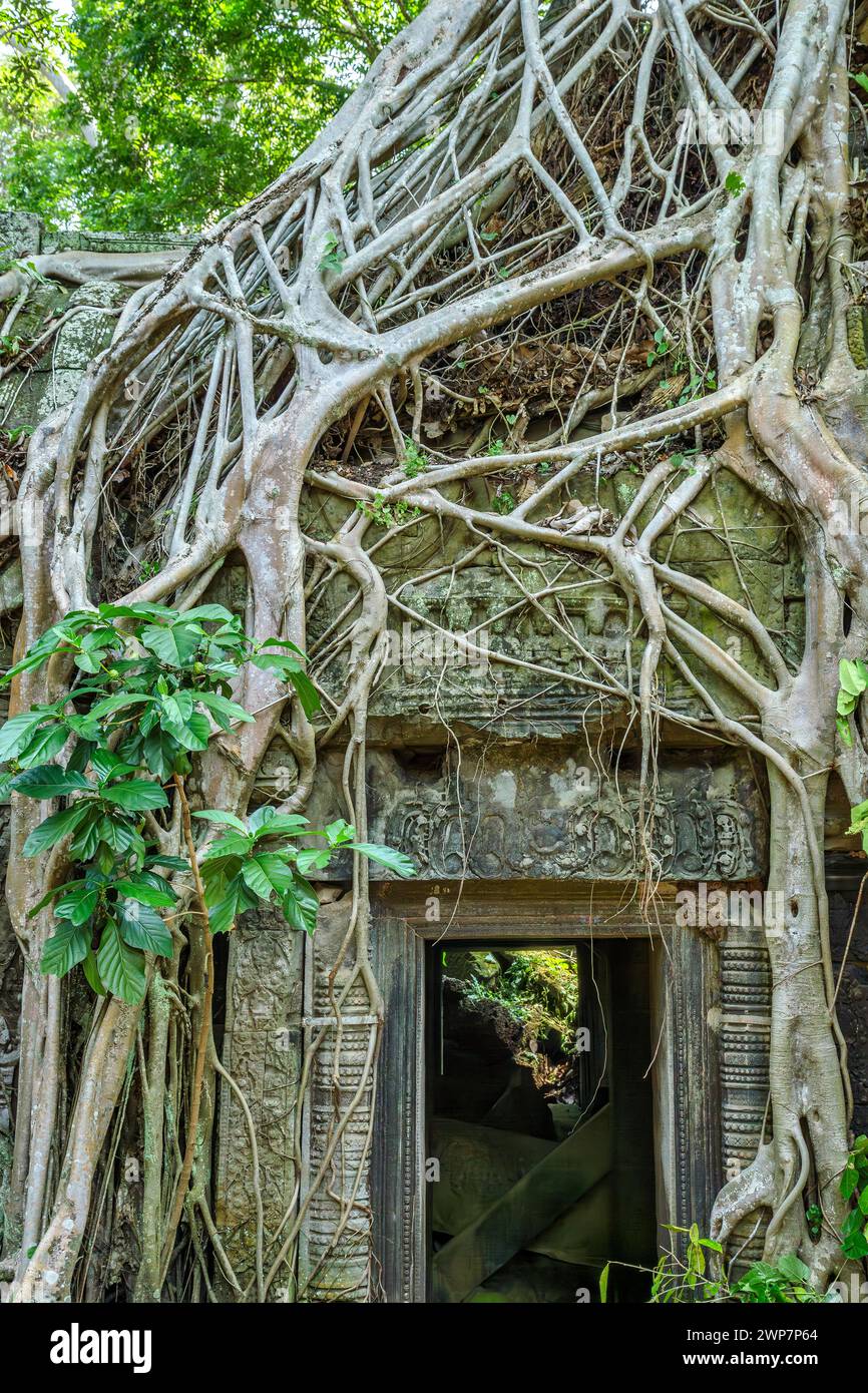 Racines géantes à Ta Phrom, Angkor Wat, Cambodge Banque D'Images Racines géantes à Ta Phrom, Angkor Wat, Cambodge Banque D'Images