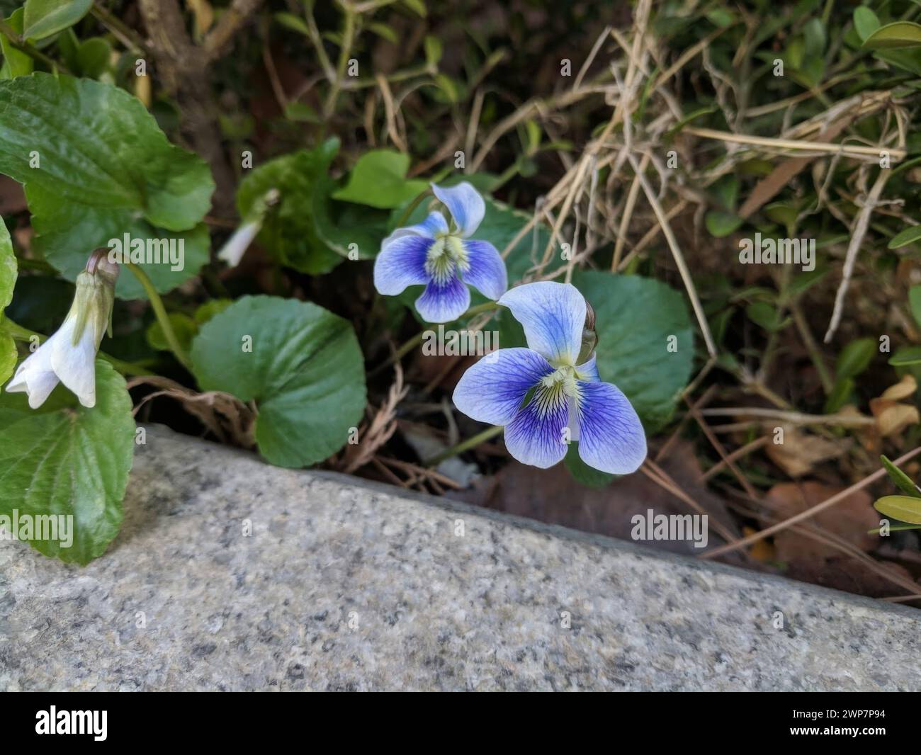 Petites fleurs violettes émergeant d'un mur de pierre par les bois Banque D'Images