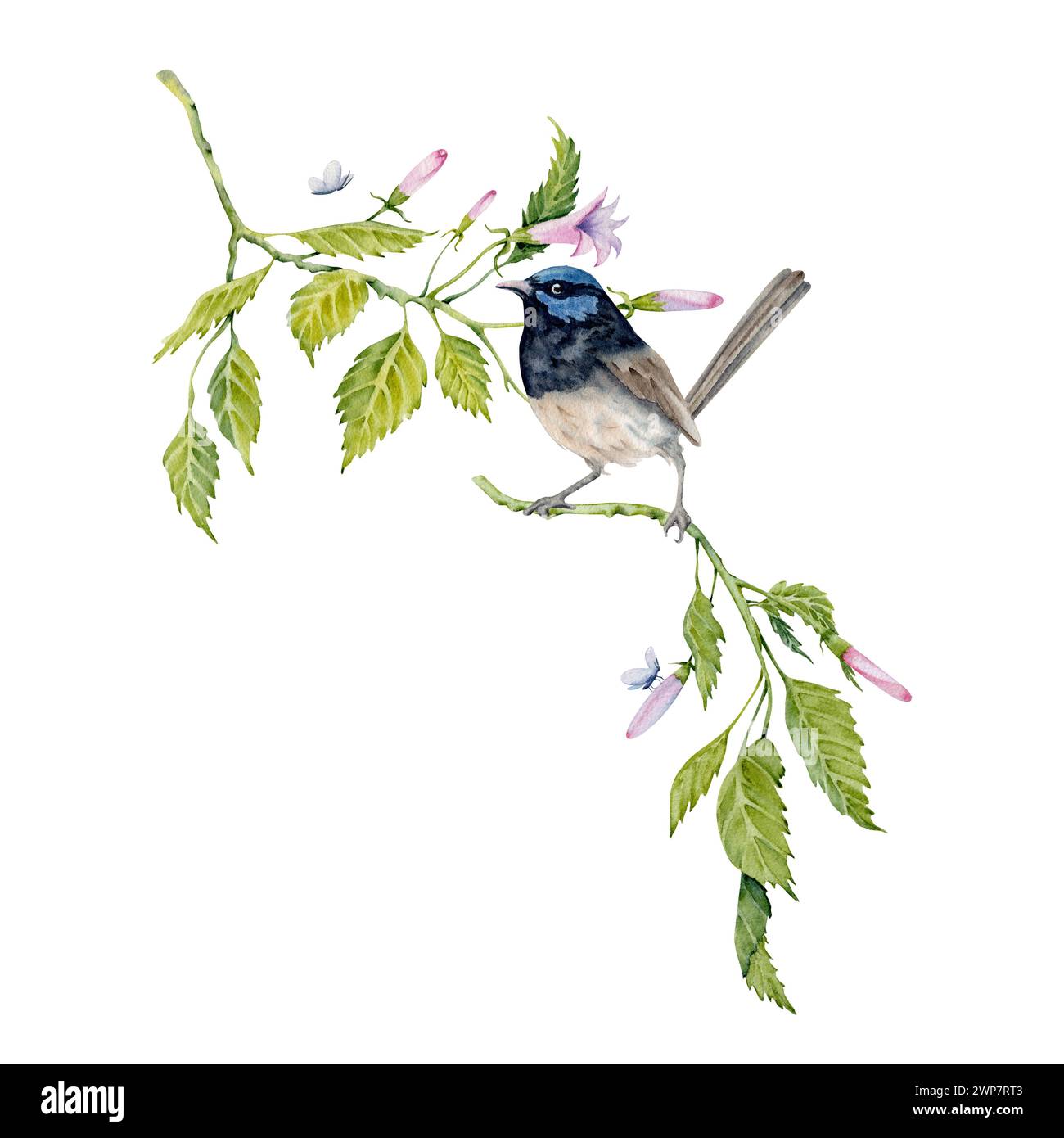 Composition d'aquarelle avec un oiseau de wren fée sur la branche verte. Élément peint à la main isolé sur fond blanc. Thé hibiscus floral, sirop, cosmétique Banque D'Images