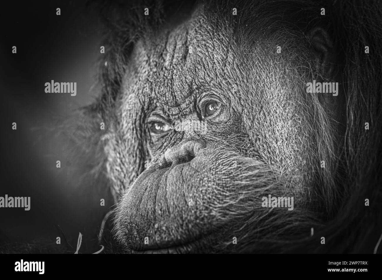 Gros plan monochrome d'un orang-outan adulte captif. Banque D'Images