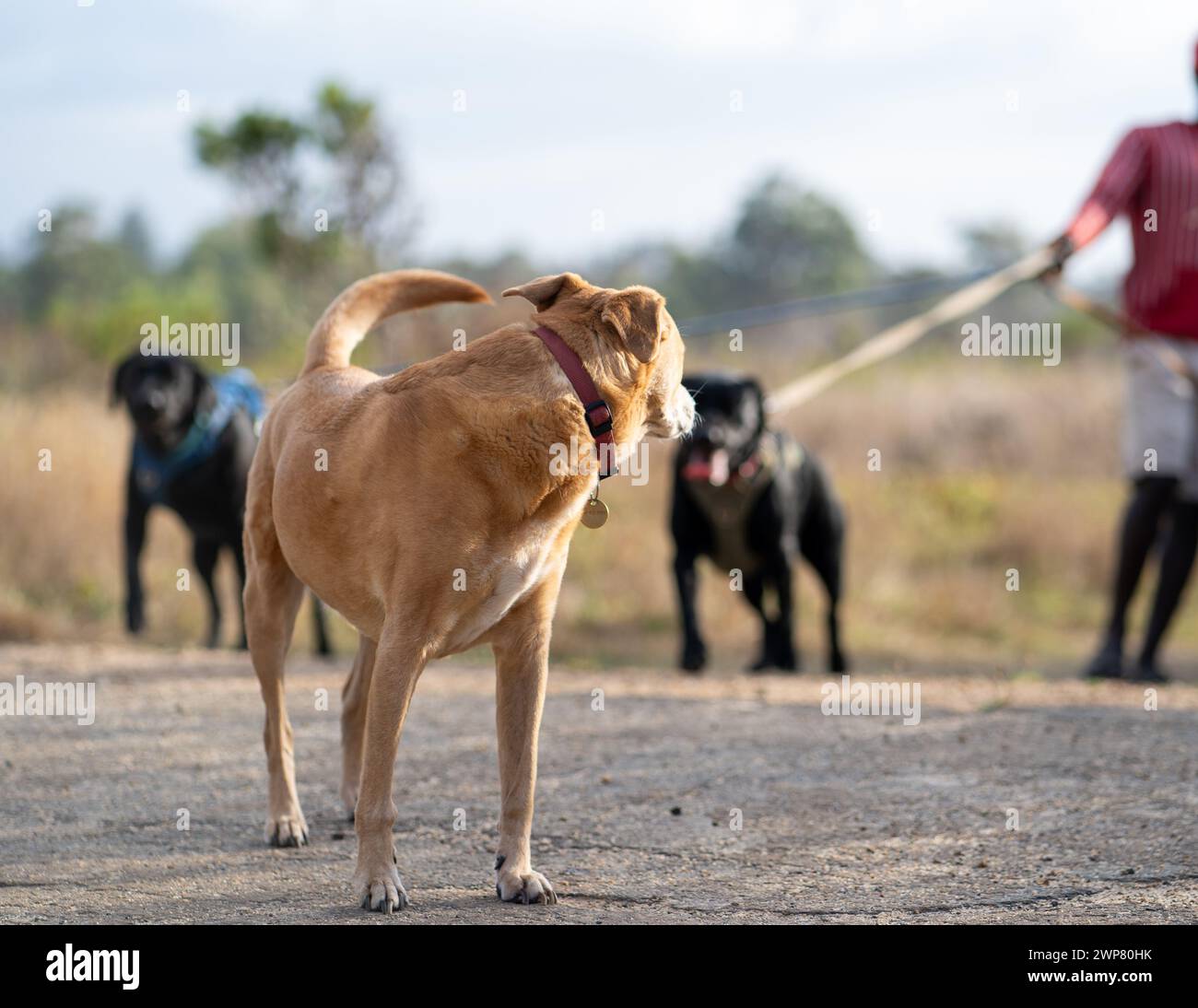 Un homme promenant des chiens dans un champ avec un autre chien regardant vers eux Banque D'Images