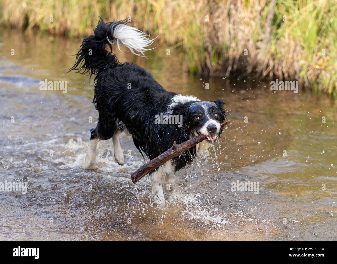 Un canin aime aller chercher un bâton dans une rivière, avec de l'herbe en toile de fond Banque D'Images