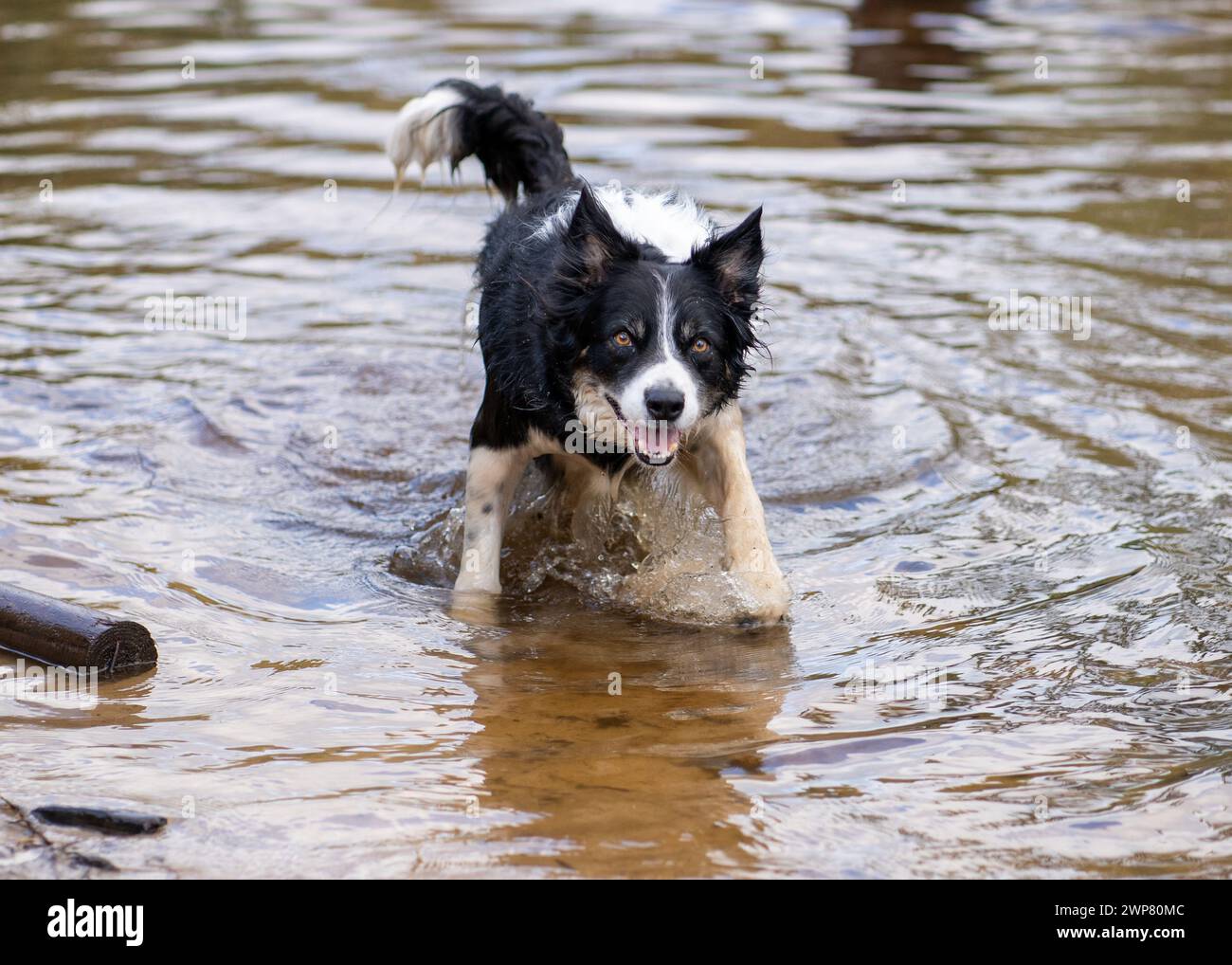 Chien dans l'eau, pattes sur le rocher, regardant la caméra Banque D'Images