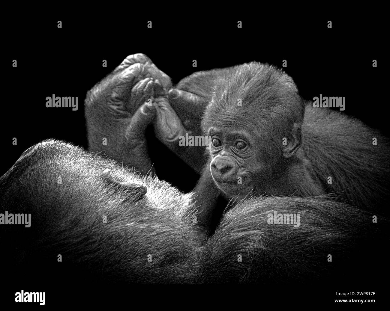 Maman nettoie ses bébés pieds ZOO DE LONDRES, ANGLETERRE des images INCROYABLEMENT rares et intimes montrent un gorille des Lowland de l'Ouest âgé de six semaines et un bébé de trois semaines Banque D'Images