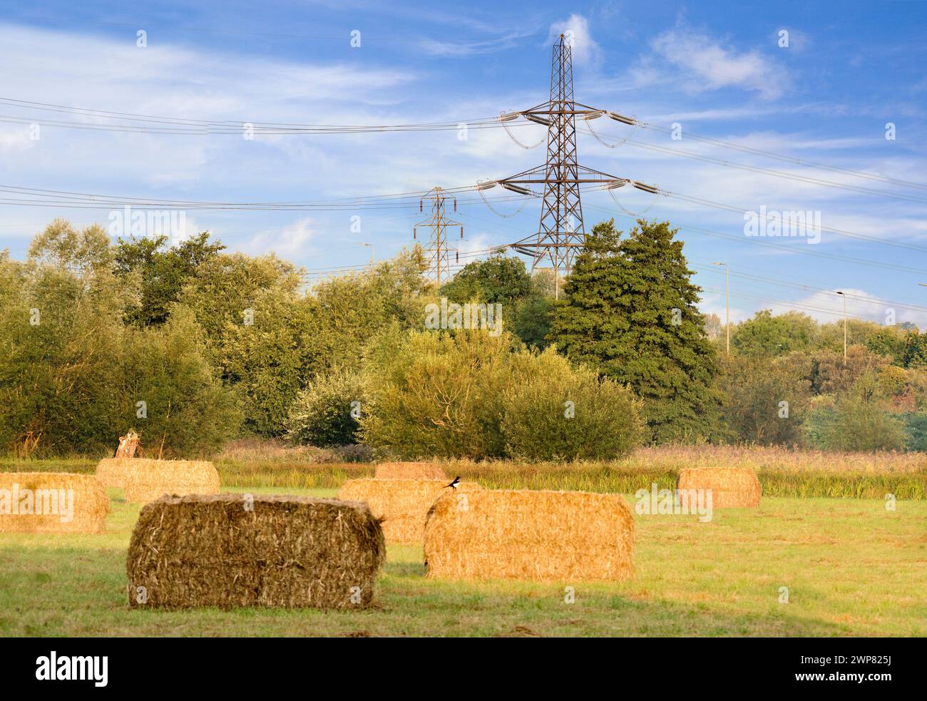 Ici, nous voyons une collection de rouleaux de foin dans un champ de maïs à l'extérieur de Sandford Village, juste après la récolte. Habituellement, ils sont des cylindres, mais cet agriculteur semble t Banque D'Images