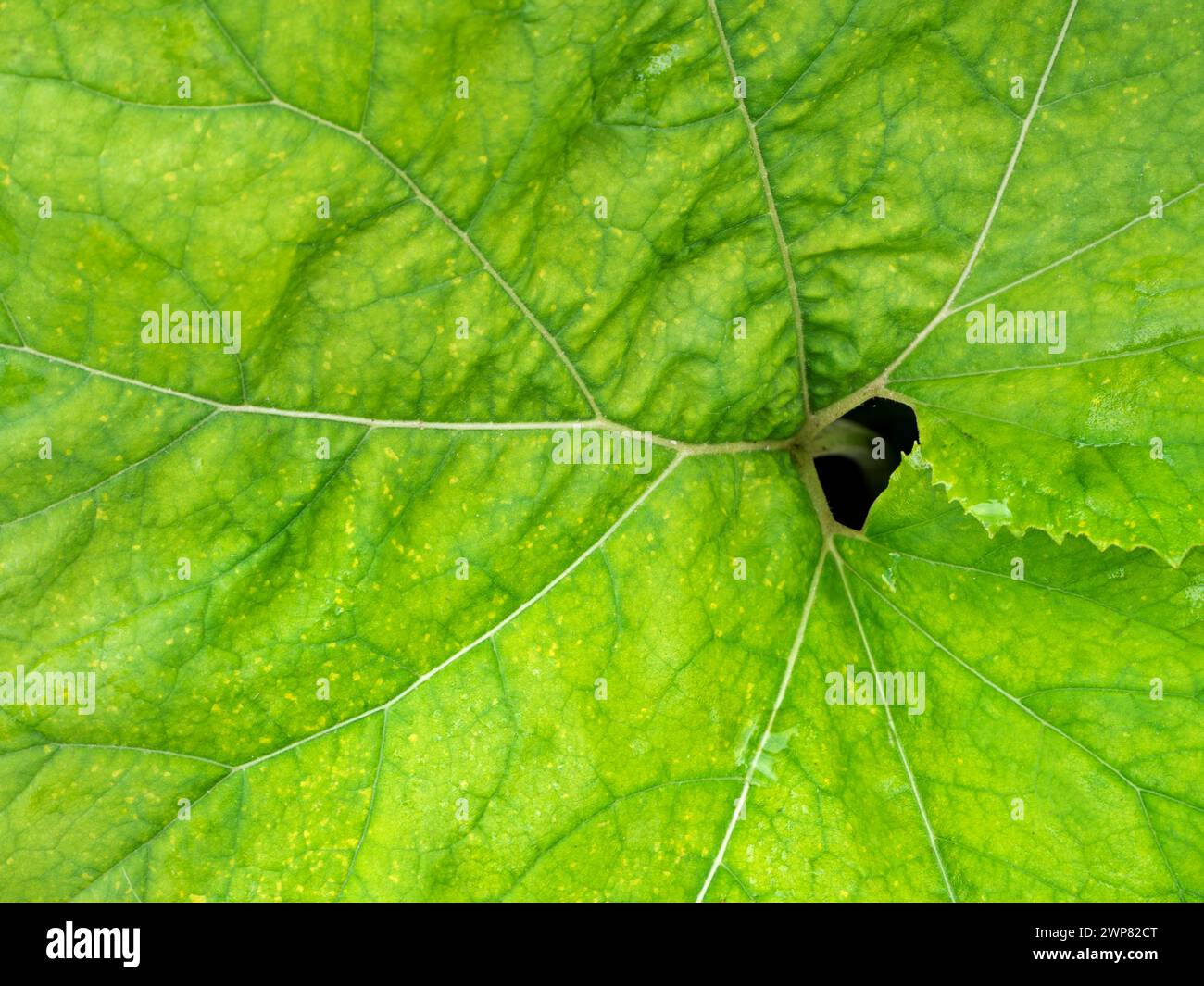 Colocasia est une plante à fleurs de la famille des Araceae, originaire de l'Asie du Sud-est et de l'Inde - donc ce gars de Kennington Meadows, Oxfordshire, est un lo Banque D'Images