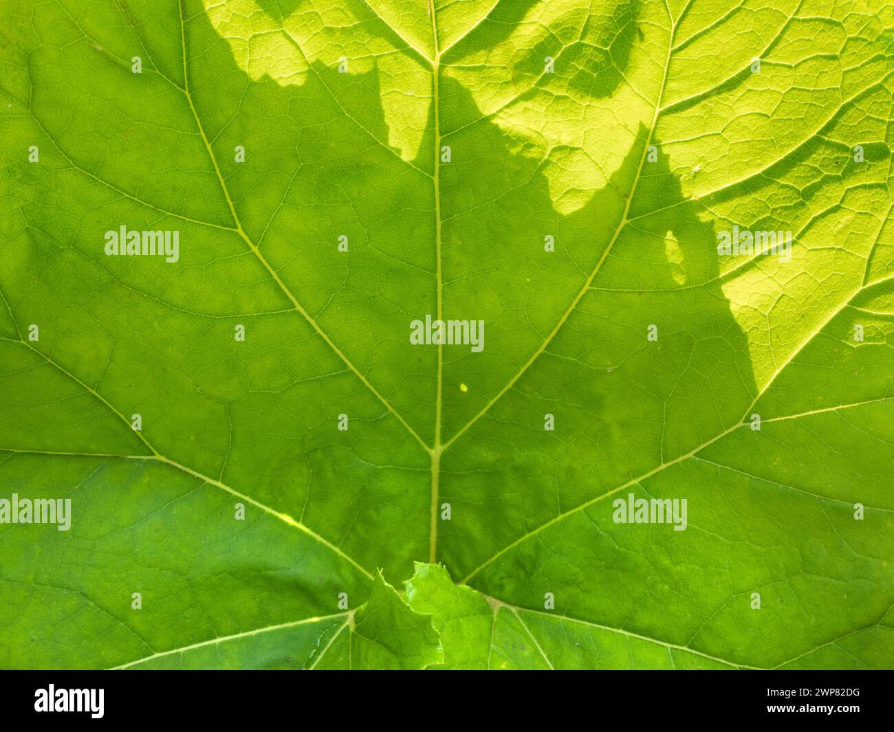 Colocasia est une plante à fleurs de la famille des Araceae, originaire de l'Asie du Sud-est et de l'Inde - donc ce gars de Kennington Meadows, Oxfordshire, est un lo Banque D'Images